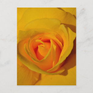 Carte Postale Rose jaune