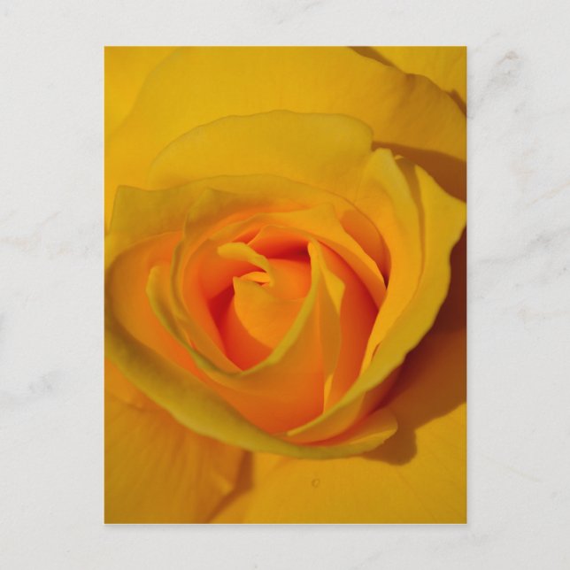 Carte Postale Rose jaune (Devant)