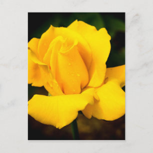 Carte Postale Rose jaune - Après la pluie