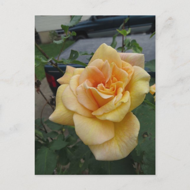 Carte Postale Rose jaune complexe (Devant)