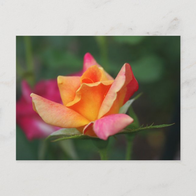 Carte Postale Rose jaune et rose (Devant)