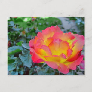 Carte Postale rose jaune et rouge
