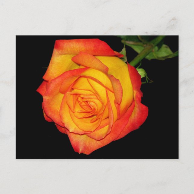 Carte Postale Rose jaune-orange (Devant)