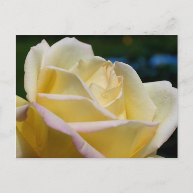 Carte Postale Rose jaune pâle (Devant)