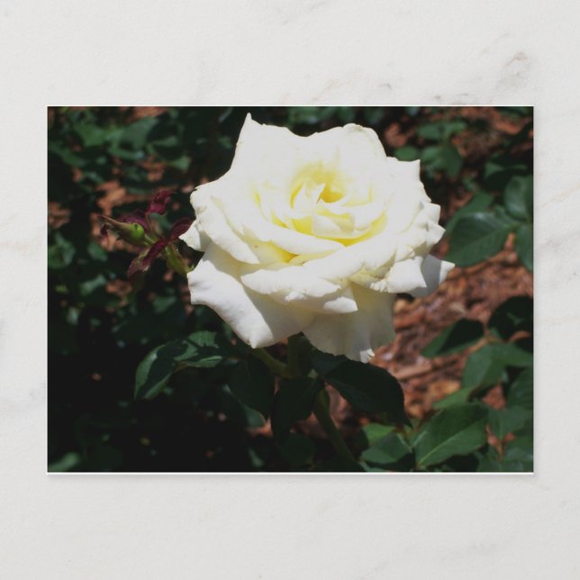 Carte Postale Rose jaune pâle (Devant)