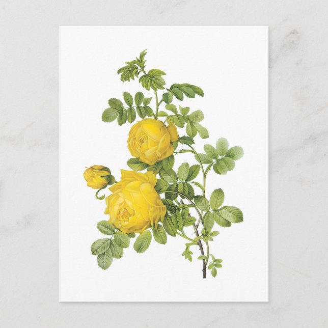 Carte Postale rose jaune (Rosa sulfurea) par Redouté (Devant)