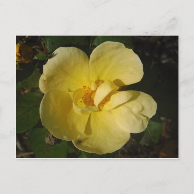 Carte Postale Rose jaune sauvage (Devant)