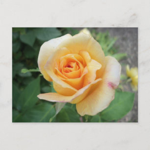 Carte Postale Rose jaune spirale