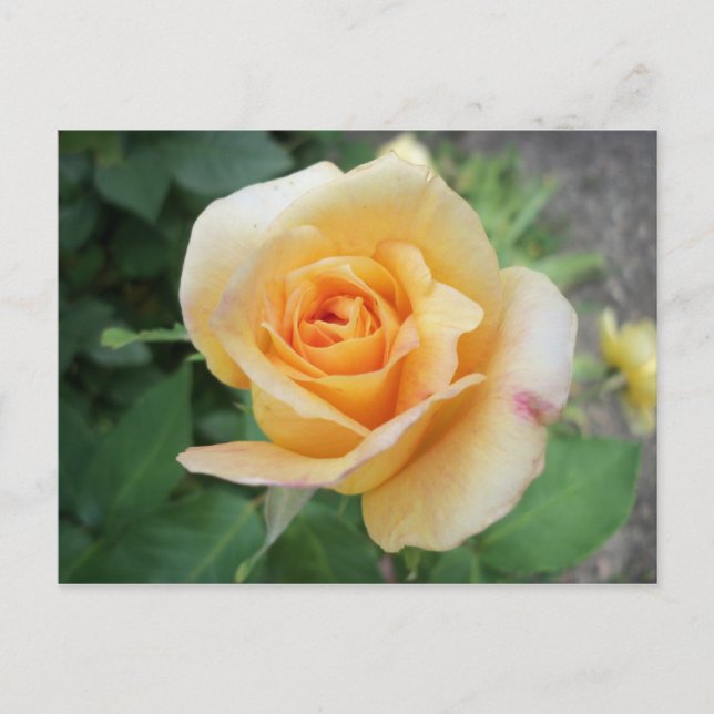 Carte Postale Rose jaune spirale (Devant)