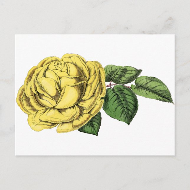 Carte Postale Rose jaune vintage (Devant)