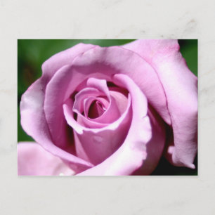 Carte Postale Rose Lilac