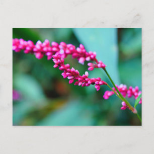 Carte postale Rose Little Flowers