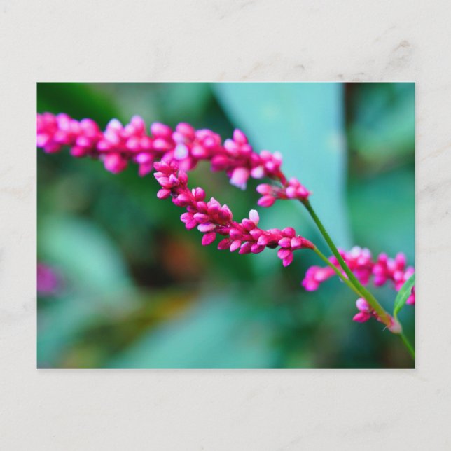 Carte postale Rose Little Flowers (Devant)