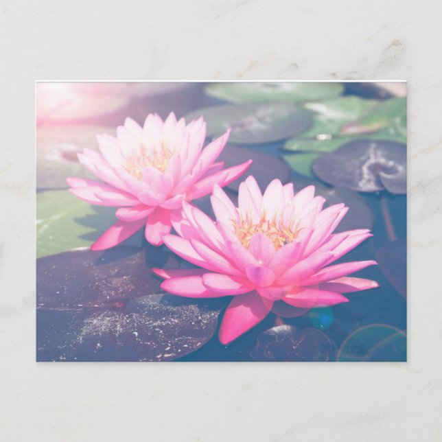 CARTE POSTALE ROSE LOTUS (Devant)