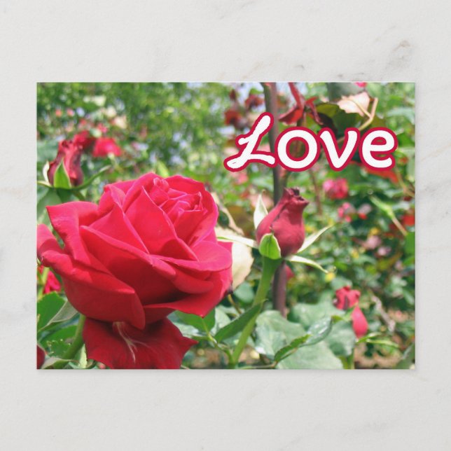 Carte postale Rose Love Note (Devant)