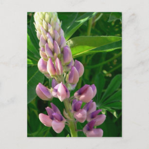 Carte Postale Rose Lupine