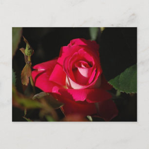 Carte postale rose magnifique Rose