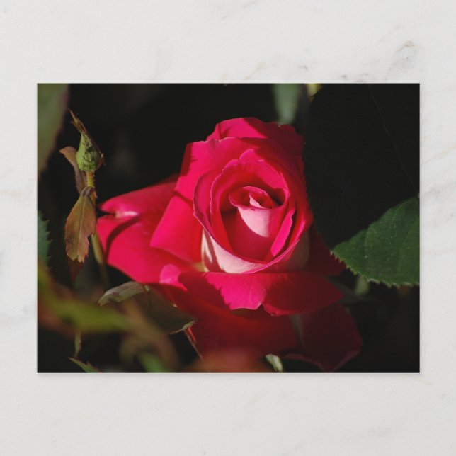 Carte postale rose magnifique Rose (Devant)