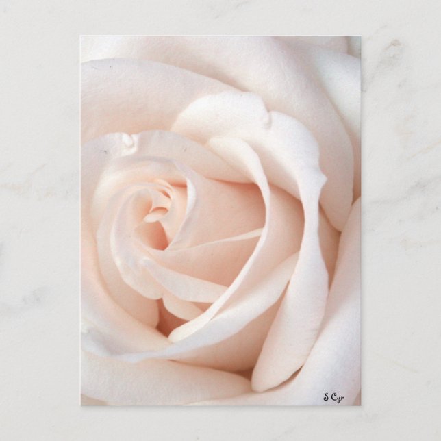 Carte Postale Rose mariage (Devant)