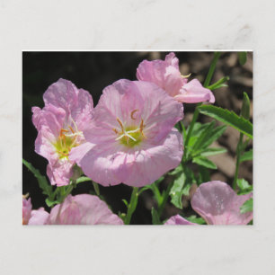 Carte postale rose mexicaine Primrose