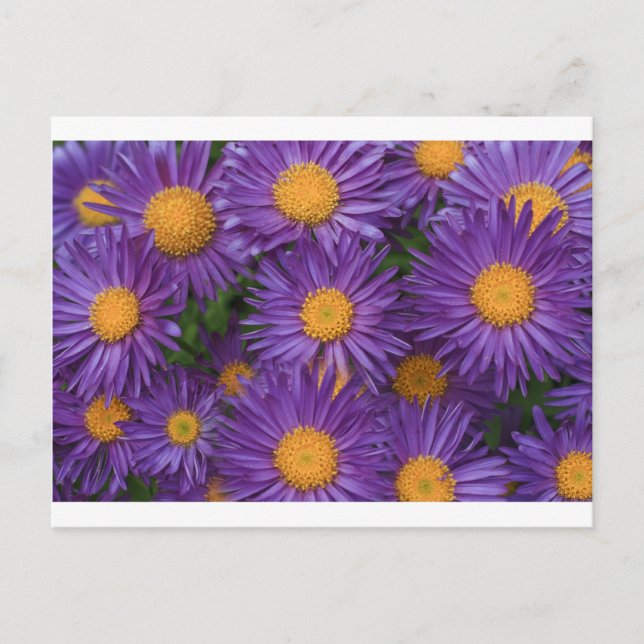 Carte Postale Rose Michaelmas Daisy (Devant)