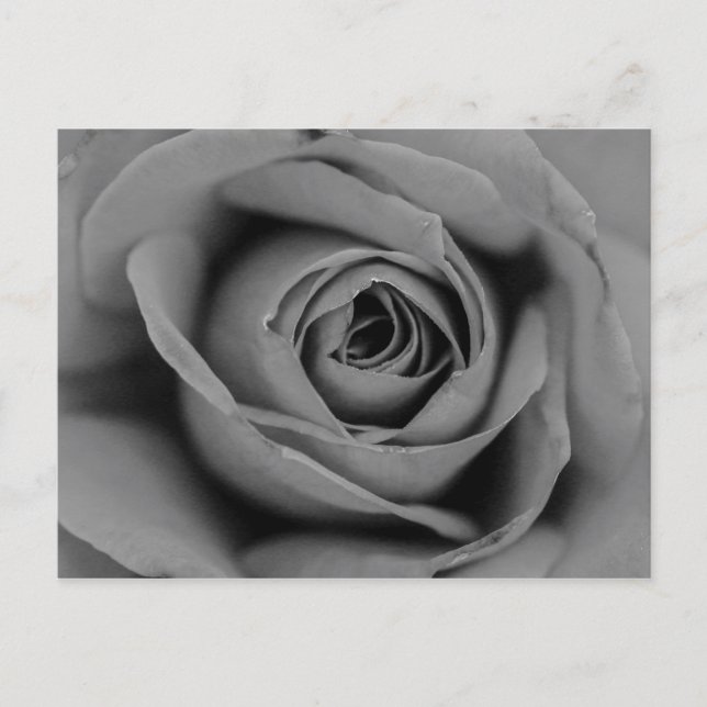Carte postale Rose monochromatique (Devant)