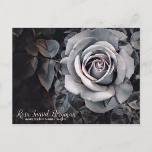 Carte Postale Rose monochrome [Carte postale]