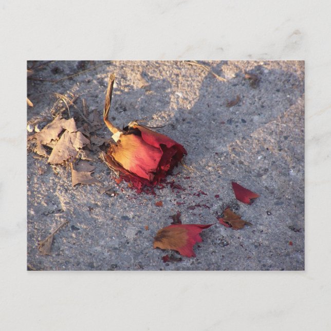 Carte postale Rose mort (couleur) (Devant)