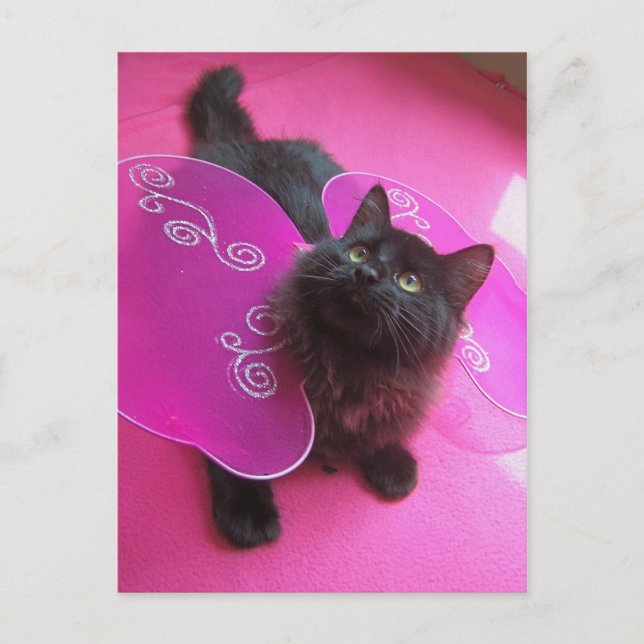 Carte Postale Rose n Purty (Devant)
