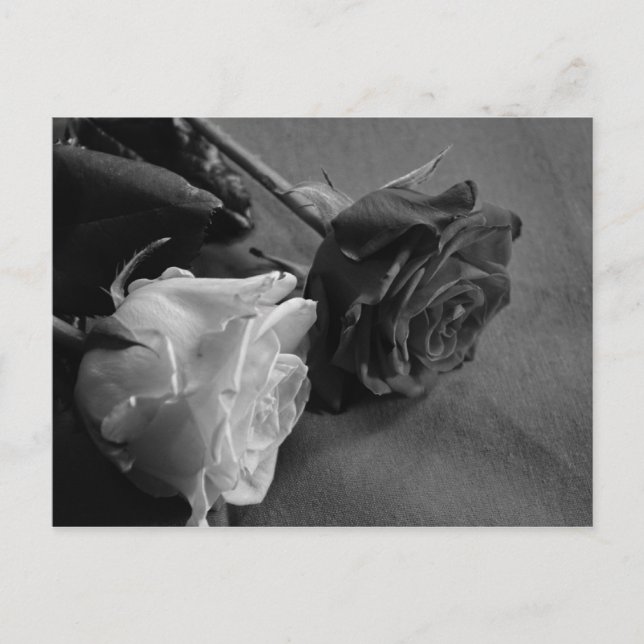 Carte Postale Rose noire et blanche (Devant)