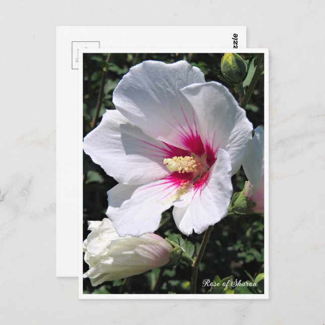 Carte Postale Rose of Sharon ポストカード (Devant / Derrière)
