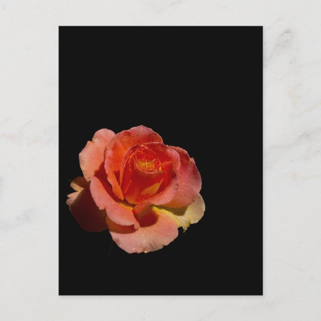 Carte Postale Rose orange 2 (Devant)