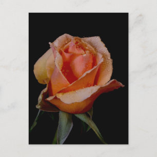 Carte Postale Rose orange 3