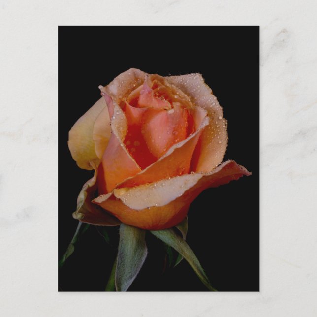 Carte Postale Rose orange 3 (Devant)