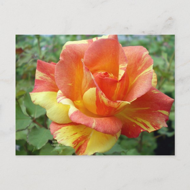 Carte Postale Rose orange et jaune 1 (Devant)