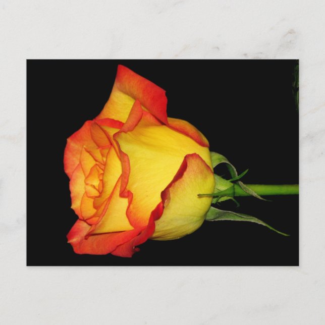 Carte Postale Rose orange-jaune (Devant)