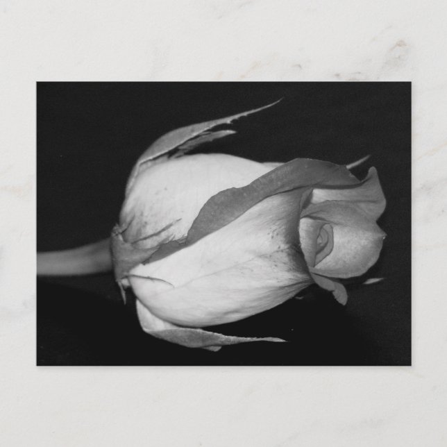 Carte Postale Rose orange-jaune (Devant)