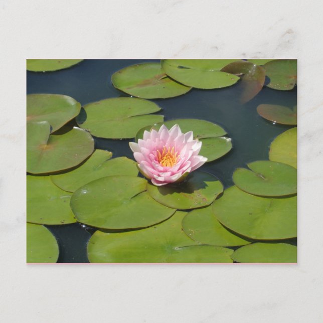 Carte postale rose pâle et jaune (Devant)