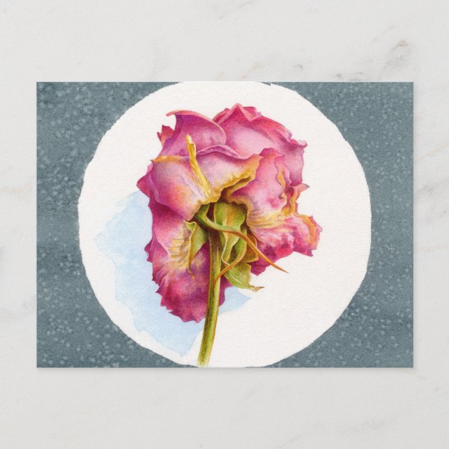 CARTE POSTALE ROSE PARCHÉ (Devant)
