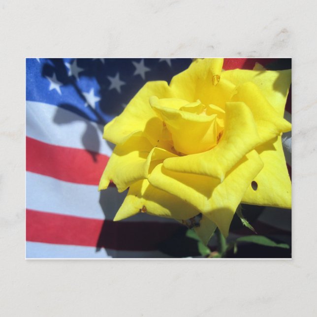 Carte Postale Rose patriotique (Devant)