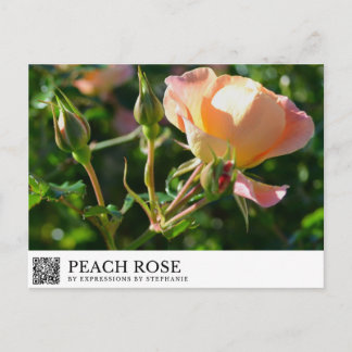 Carte Postale Rose Pêche
