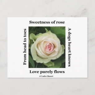 Carte Postale Rose Poétique Par Ladee Basset