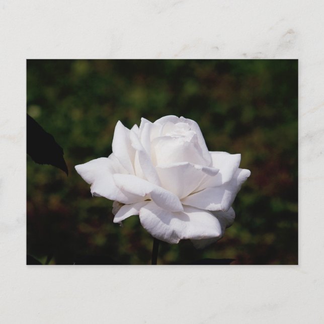 Carte Postale Rose Postkarte weisse (Devant)