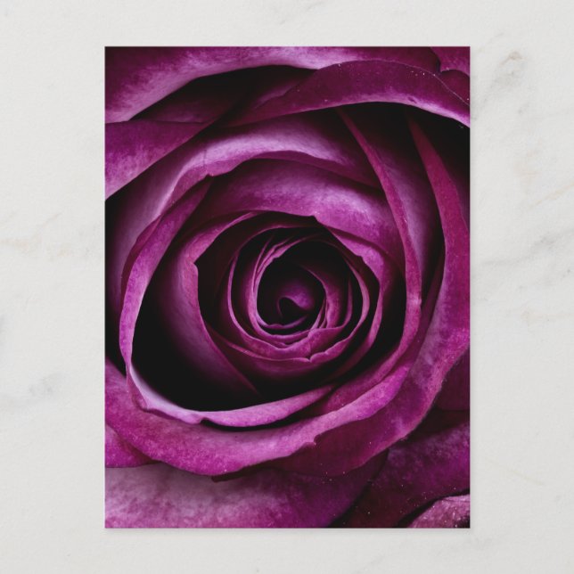 Carte Postale Rose pourpre (Devant)