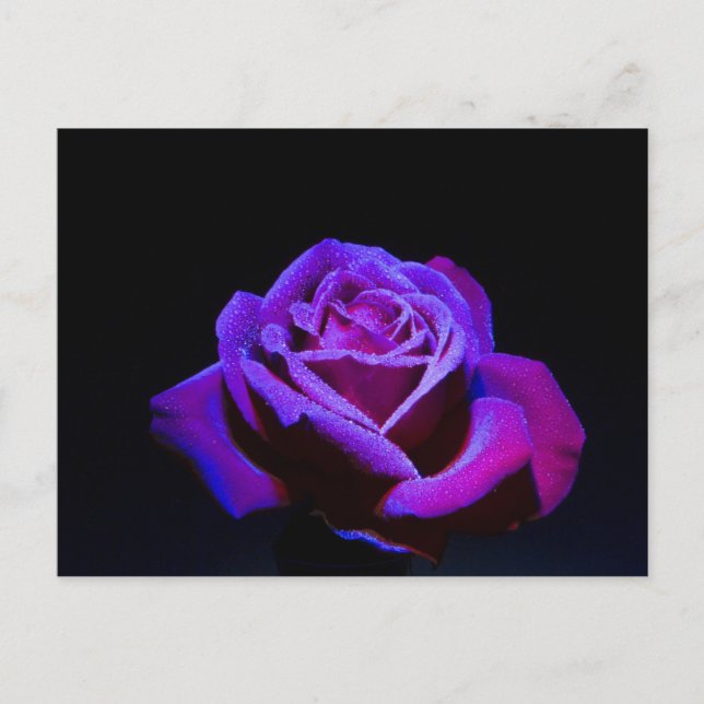 Carte Postale Rose pourpre avec gouttes d'eau sur Arrière - plan (Devant)