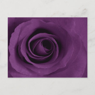 Carte Postale Rose pourpre d'Artsy