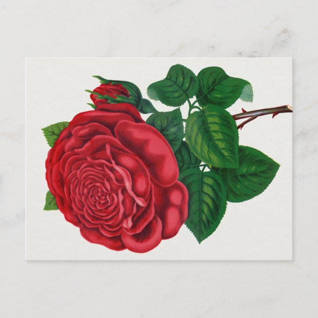 Carte Postale Rose Print Rochester Lithographing and Printing Co (Devant)