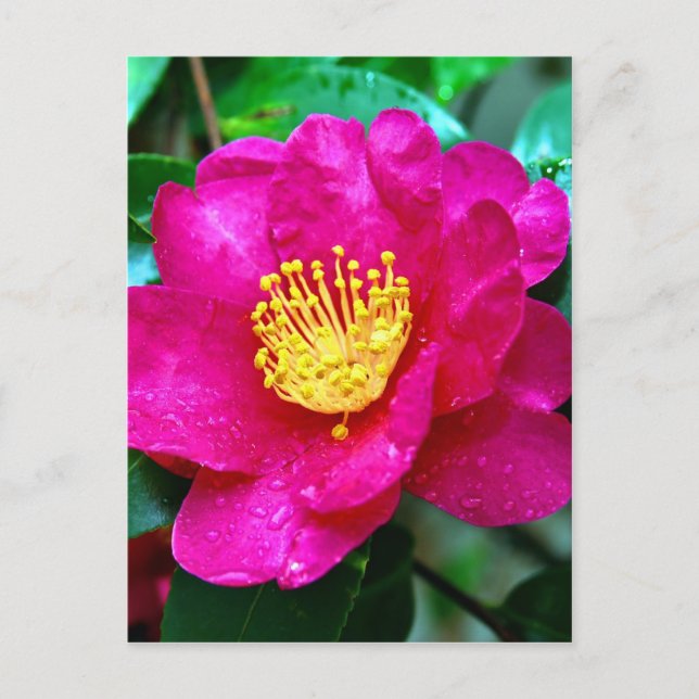 Carte Postale rose printanier (Devant)