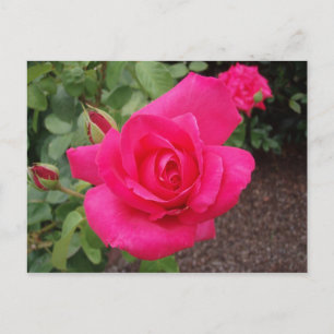 Carte Postale Rose profonde