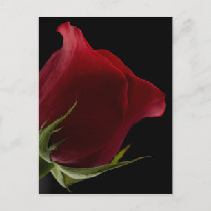 Carte Postale Rose romantique